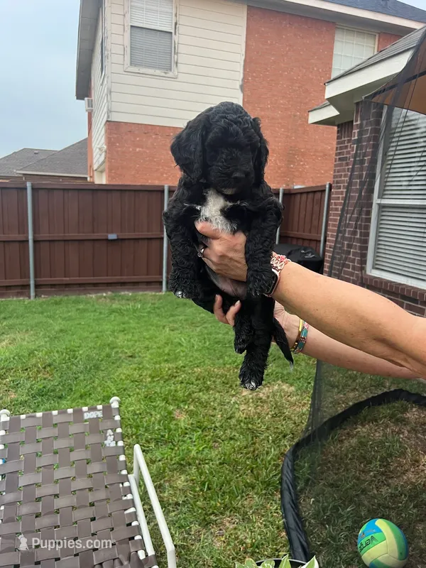 Faith – Goldendoodle puppy for sale in Allen, TX