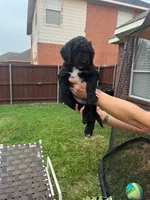 Faith, a male Goldendoodle for sale in Allen, TX – 1 of 9