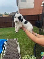 Goliath, a male Goldendoodle for sale in Allen, TX – 8 of 8