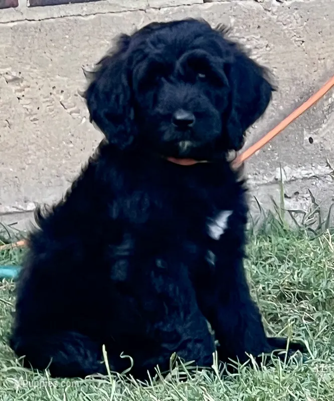 Harley - Ready for Pickup Weekend of June 19th – Goldendoodle puppy for sale in Allen, TX