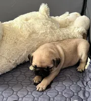 Goju, a male Pug for sale in Owensboro, KY – 1 of 3