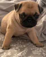 Goju, a male Pug for sale in Owensboro, KY – 2 of 3