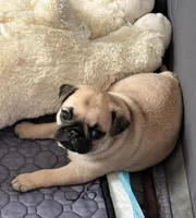 Goju, a male Pug for sale in Owensboro, KY – 3 of 3