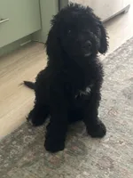 Oakley, a female Goldendoodle and Bernedoodle for sale in Battle Ground, WA – 4 of 6