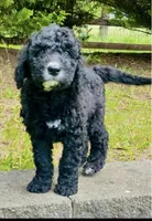 RUGER, a male Bernedoodle for sale in Battle Ground, WA – 6 of 7
