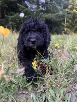 Oakley, a female Goldendoodle and Bernedoodle for sale in Battle Ground, WA – 5 of 6