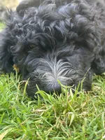 Wyatt, a male Bernedoodle for sale in Battle Ground, WA – 9 of 10