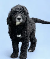 RUGER, a male Bernedoodle for sale in Battle Ground, WA – 1 of 7