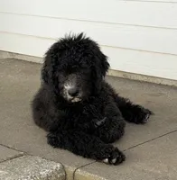 RUGER, a male Bernedoodle for sale in Battle Ground, WA – 4 of 8