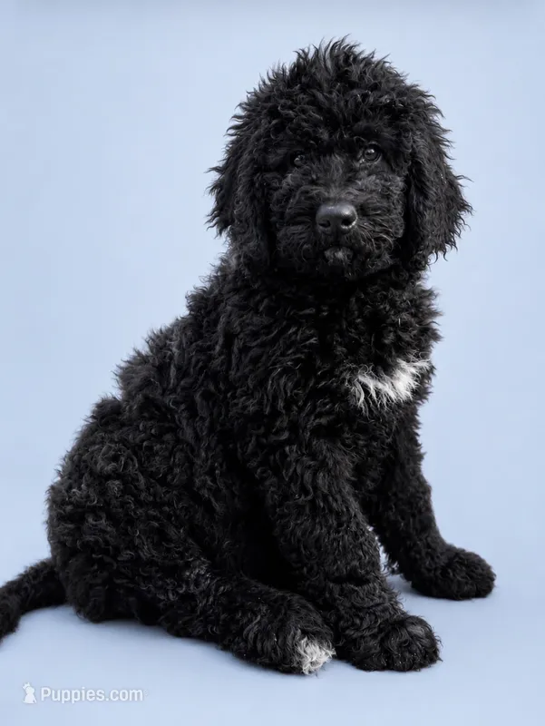Boone, a male Bernedoodle for sale in Battle Ground, WA – 1 of 7