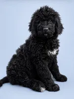 Boone, a male Bernedoodle for sale in Battle Ground, WA – 1 of 7