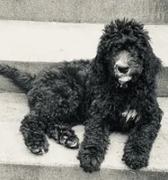 RUGER, a male Bernedoodle for sale in Battle Ground, WA – 5 of 8