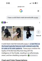 RUGER, a male Bernedoodle for sale in Battle Ground, WA – 7 of 8