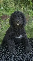 Boone, a male Bernedoodle for sale in Battle Ground, WA – 7 of 7