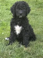 Oakley, a female Goldendoodle and Bernedoodle for sale in Battle Ground, WA – 2 of 6