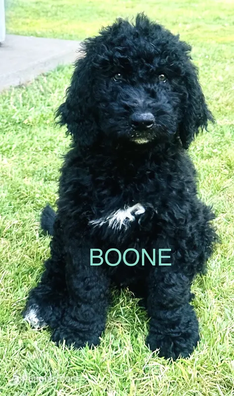 Boone – Goldendoodle, Bernedoodle puppy for sale in Battle Ground, WA
