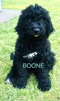Boone, a male Goldendoodle and Bernedoodle for sale in Battle Ground, WA – 4 of 5