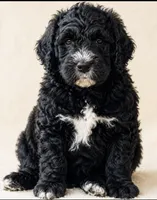 RUGER, a male Bernedoodle for sale in Battle Ground, WA – 3 of 8
