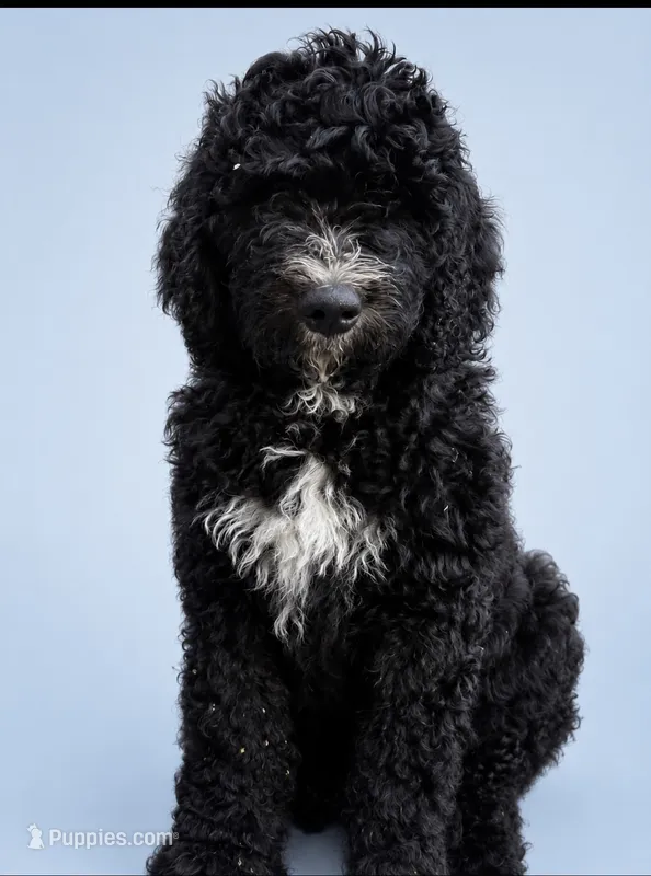 Wyatt – Goldendoodle, Bernedoodle puppy for sale in Battle Ground, WA