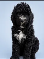 Wyatt, a male Bernedoodle for sale in Battle Ground, WA – 2 of 10