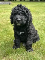 Boone, a male Goldendoodle and Bernedoodle for sale in Battle Ground, WA – 3 of 5
