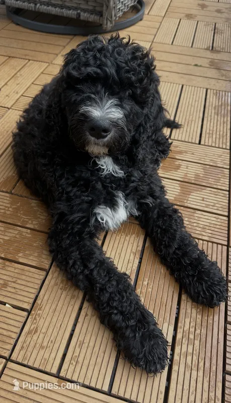 Wyatt, a male Bernedoodle for sale in Battle Ground, WA – 1 of 10