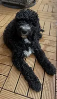 Wyatt, a male Bernedoodle for sale in Battle Ground, WA – 1 of 10
