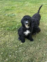 Wyatt, a male Goldendoodle and Bernedoodle for sale in Battle Ground, WA – 5 of 7