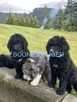 RUGER, a male Goldendoodle and Bernedoodle for sale in Battle Ground, WA – 5 of 5