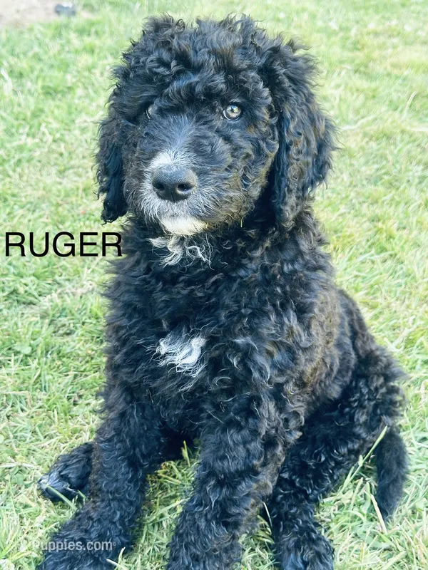 RUGER – Goldendoodle, Bernedoodle puppy for sale in Battle Ground, WA