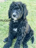 RUGER, a male Goldendoodle and Bernedoodle for sale in Battle Ground, WA – 1 of 5