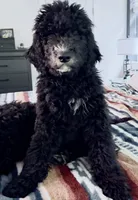 RUGER, a male Bernedoodle for sale in Battle Ground, WA – 6 of 8
