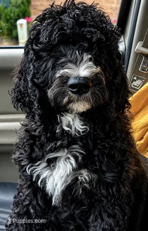 Wyatt – Bernedoodle puppy for sale in Battle Ground, WA