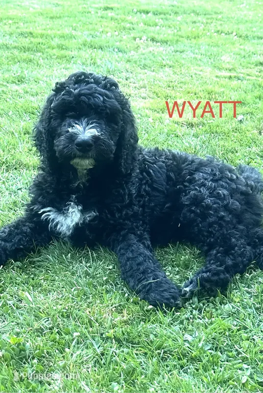 Wyatt – Goldendoodle, Bernedoodle puppy for sale in Battle Ground, WA