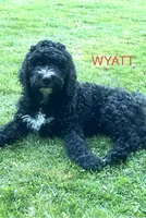 Wyatt, a male Goldendoodle and Bernedoodle for sale in Battle Ground, WA – 1 of 7