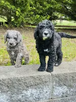 RUGER, a male Bernedoodle for sale in Battle Ground, WA – 3 of 7