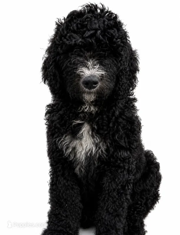 RUGER – Bernedoodle puppy for sale in Battle Ground, WA