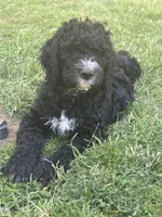 Wyatt, a male Goldendoodle and Bernedoodle for sale in Battle Ground, WA – 4 of 7