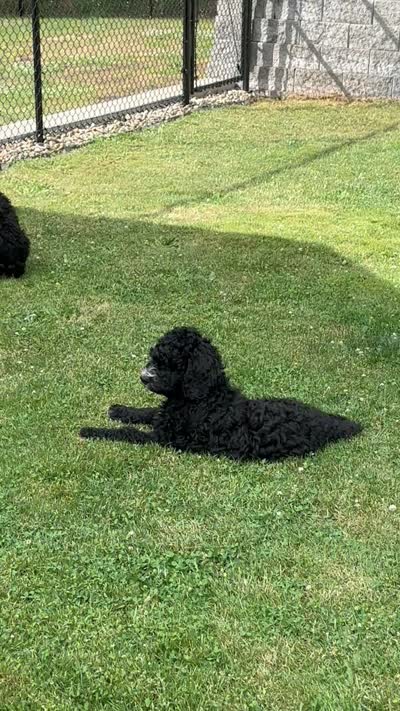 Wyatt, a male Bernedoodle for sale in Battle Ground, WA – 10 of 10