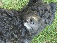 RUGER, a male Goldendoodle and Bernedoodle for sale in Battle Ground, WA – 3 of 5