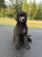 RUGER, a male Bernedoodle for sale in Battle Ground, WA – 1 of 8