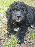 Boone, a male Goldendoodle and Bernedoodle for sale in Battle Ground, WA – 2 of 5