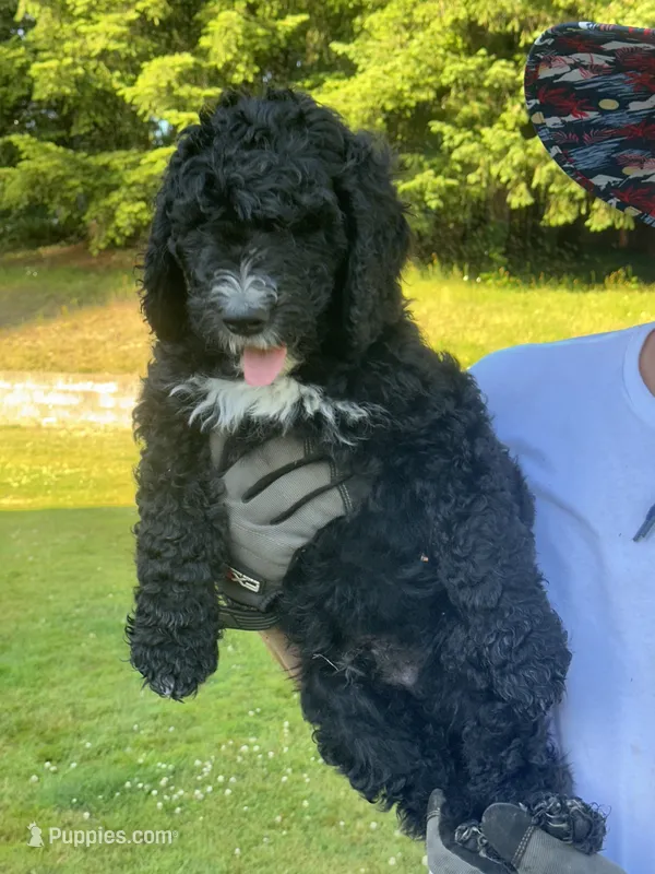 Wyatt – Goldendoodle, Bernedoodle puppy for sale in Battle Ground, WA