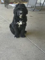 RUGER, a male Goldendoodle and Bernedoodle for sale in Battle Ground, WA – 4 of 5