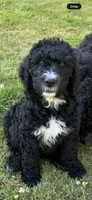 Wyatt, a male Goldendoodle and Bernedoodle for sale in Battle Ground, WA – 7 of 7