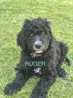 RUGER, a male Goldendoodle and Bernedoodle for sale in Battle Ground, WA – 2 of 5
