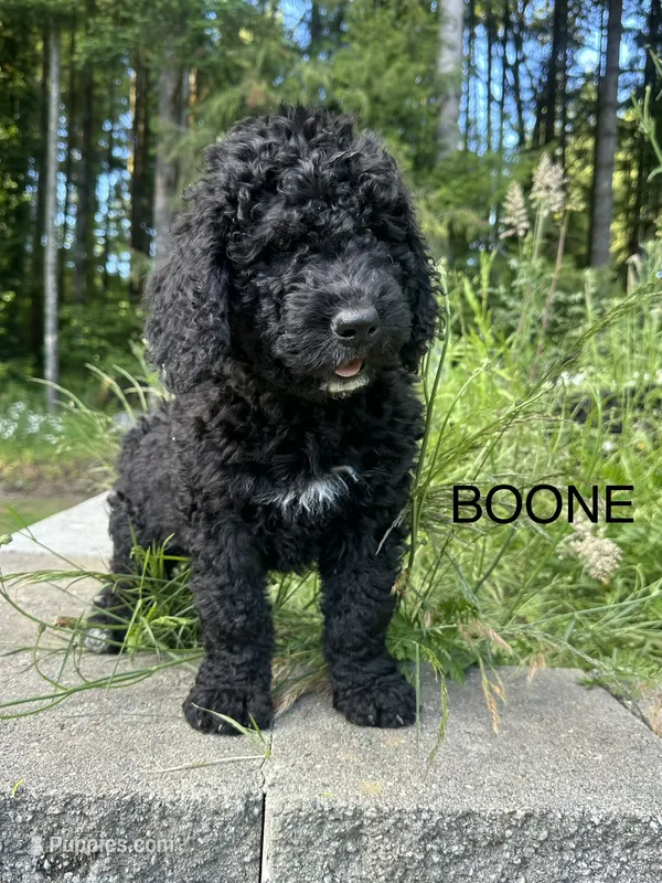 Boone – Goldendoodle, Bernedoodle puppy for sale in Battle Ground, WA