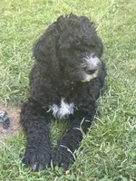 Wyatt, a male Goldendoodle and Bernedoodle for sale in Battle Ground, WA – 6 of 7