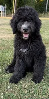 RUGER, a male Bernedoodle for sale in Battle Ground, WA – 2 of 8