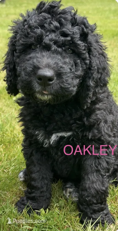 Oakley – Goldendoodle, Bernedoodle puppy for sale in Battle Ground, WA